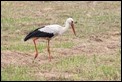 J16_1278 White Stork