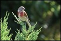 J16_1320 Linnet