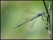 J16_1375 Emerald Damselfly