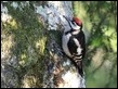 J16_1520 Woodpecker