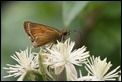 J16_1673 Essex Skipper