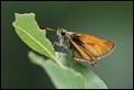 J16_1677 Small Skipper