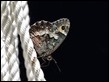 J16_1713 Woodland Grayling