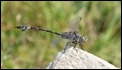 J16_1829 Bladetail - rare_ spectacular
