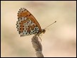 J16_1839 Spotted Fritillary