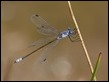 J16_1957 Dark Spreadwing - scarce