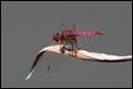 J16_0165 Trithemis annulata