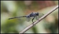 J16_0181 Orthetrum trinacria male