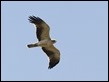 J16_0213 Booted Eagle