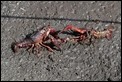 J16_0225 Crayfish