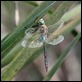 J16_0445Anax parthenope male