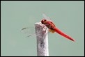 J16_0467Crocothemis erythraea male