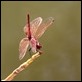 _MG_8128 Trithemis annulata male