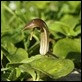 _17C0557 Arisarum vulgare