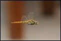 _17C1346 Uid dragonfly