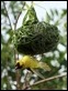 _17C1394 Southern Masked Weaver