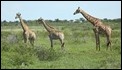 _17C1770 Giraffe