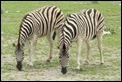 _17C1794 Burchell's Zebras