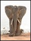 _17C1847 Wooden Elephant