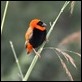 J17_0029 Southern Red Bishop