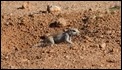 J17_0232 South African Ground Squirrel