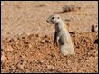 J17_0233 South African Ground Squirrel