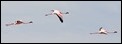 J17_0303 Greater Flamingoes