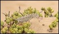 J17_0345 Namaqua Chameleon