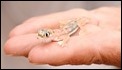 J17_0365 Palmate Gecko