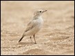 J17_0402 Gray's Lark