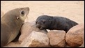 J17_0464 Cape Fur Seals