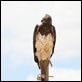 J17_0482 Martial Eagle