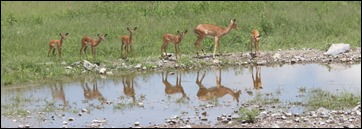 J17_0827 Black-faced Impala