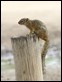 J17_0857 Mopane Squirrel