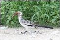 J17_0877 Redbilled Hornbill