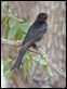 J17_0901 Forktailed Drongo