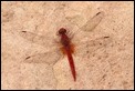 J17_0975 Crocothemis sanguinolenta