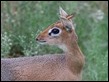 J17_1003 Damara Dik-Dik