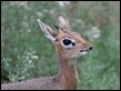 J17_1004 Damara Dik-Dik