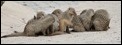 J17_1011 Striped Mongooses