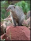 J17_1031 Striped Mongoose