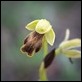 _17C3189 Dull Ophrys