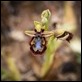 _17C3213 Mirror Ophrys