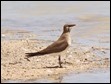 J17_1245 Collared Pratincole