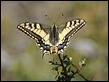 J17_1338 Papilio machaon