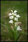 _17C4318 Narrow-leaved Helleborine