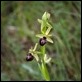 _17C4324 Early Spider Orchid