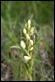 _17C4340 White Helleborine