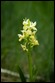 _17C4346 Barton's Orchid