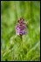 _17C4797-Fragrant-Orchid_thumb